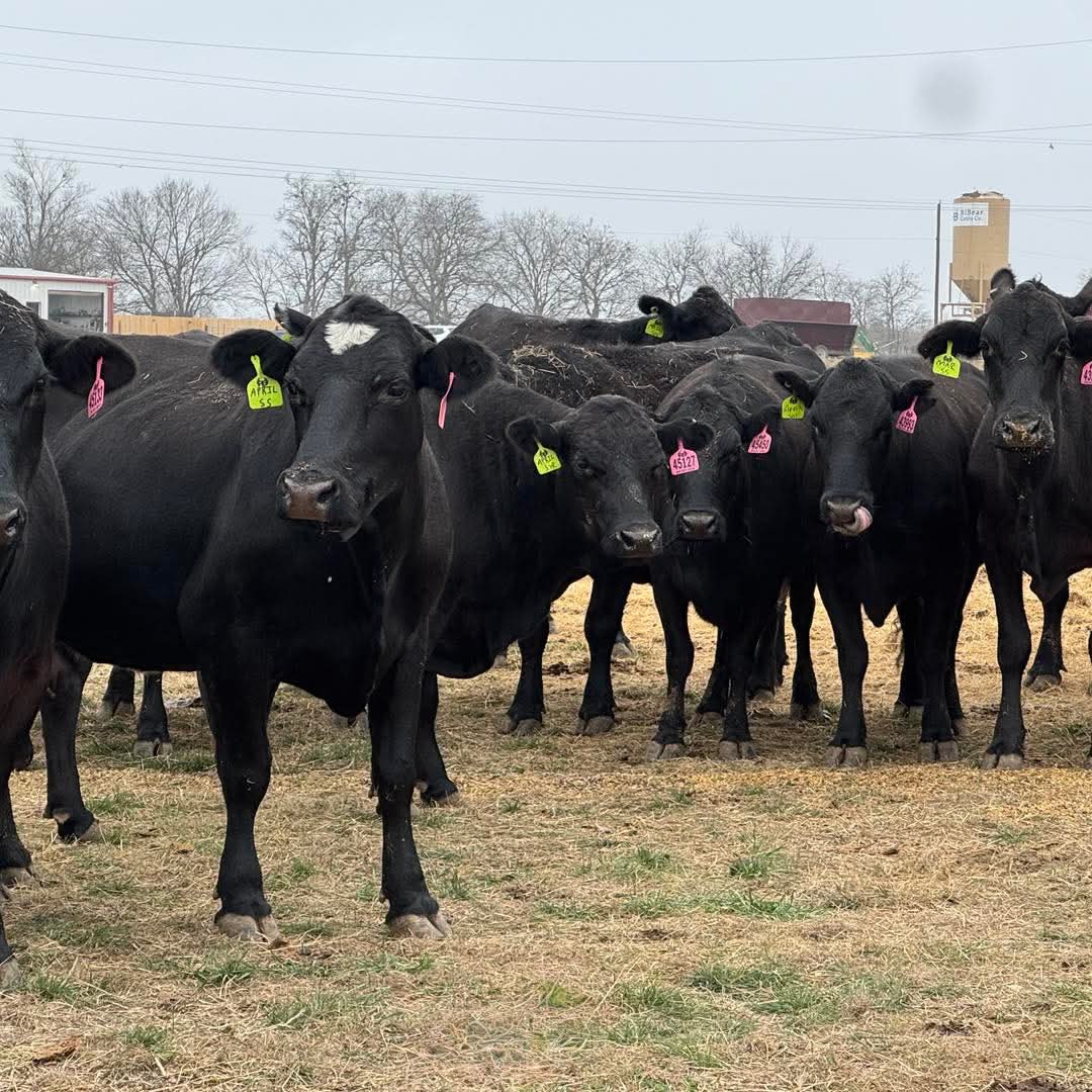 Brangus Crossed Angus