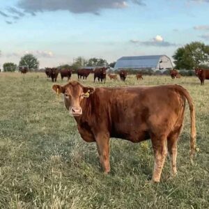 Red Angus Cross Heifers