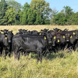 Brangus Cross Exposed Heifers