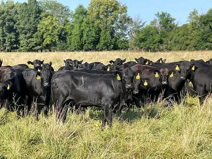 Brangus Cross Exposed Heifers