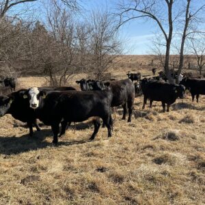 Old Black/Black White Face Heifers