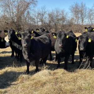 Black Black/White Face Bred Heifers