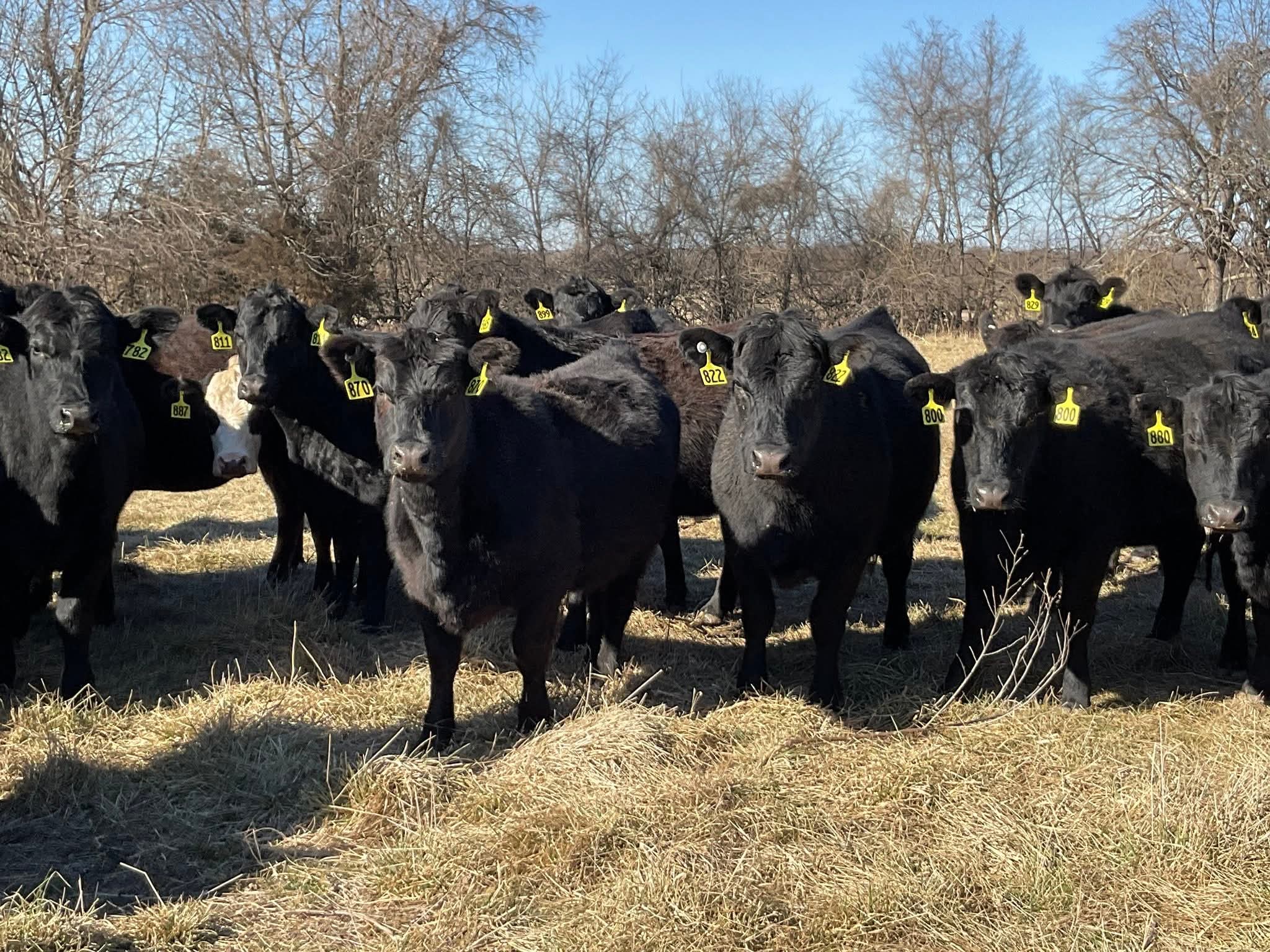 Black Black/White Face Bred Heifers