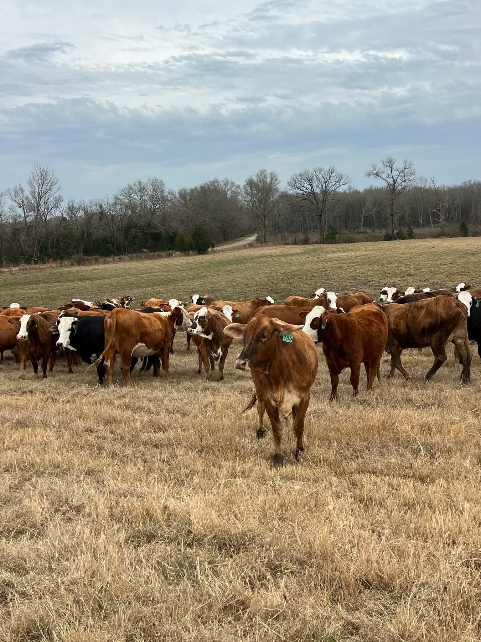 Braford Tiger Heifers