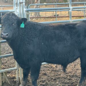 Young Black Angus Bull