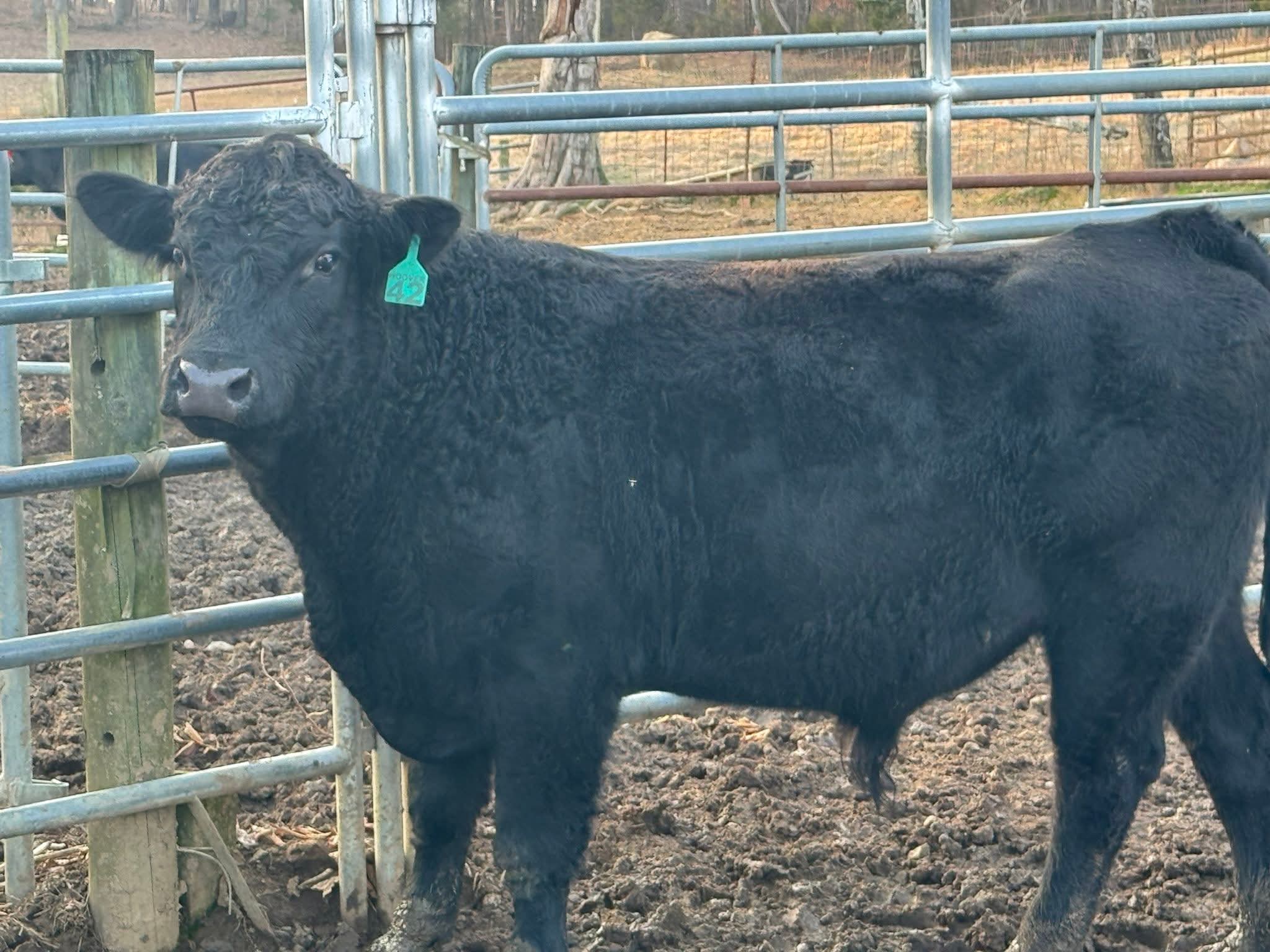 Young Black Angus Bull