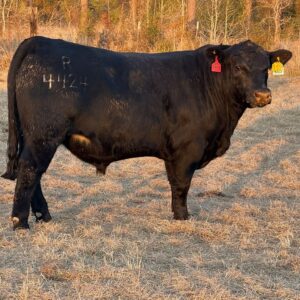 Black Angus Bulls