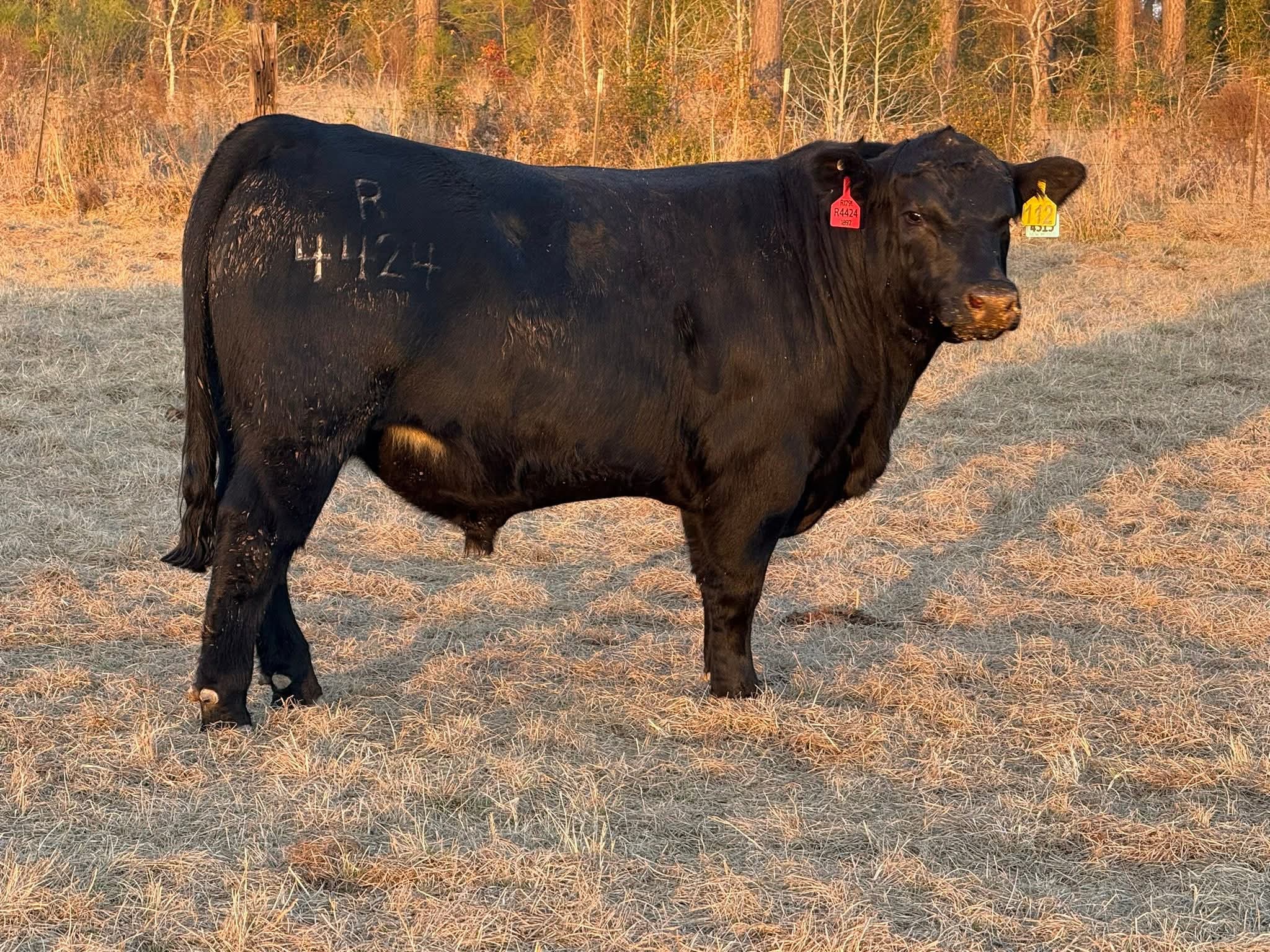 Black Angus Bulls