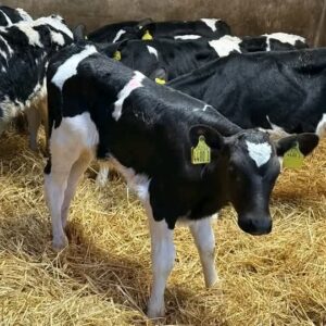 Holstein Bottle Calves