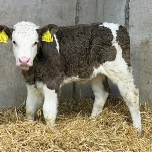 Simmental Heifer Calves