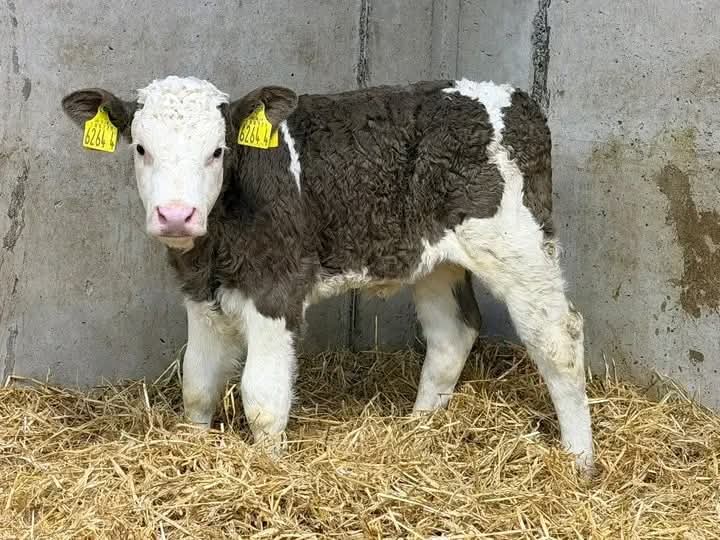 Simmental Heifer Calves
