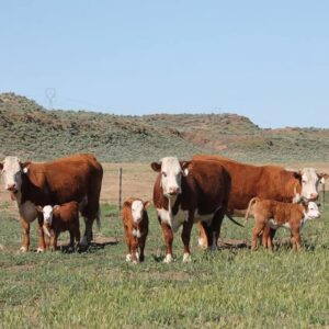Hereford Cow Calves Pairs