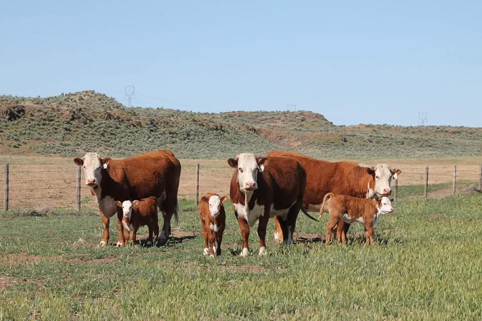 Hereford Cow Calves Pairs