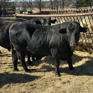 BLACK BRANGUS BULLS