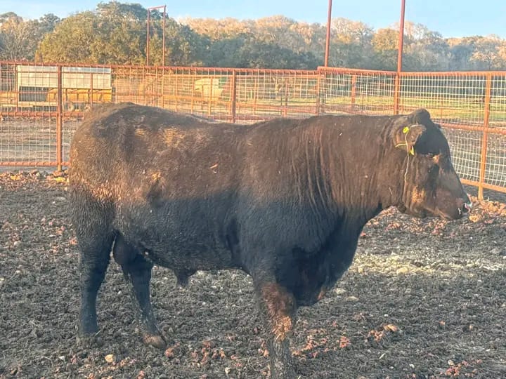 Purebred Registered Angus Bulls