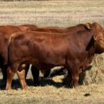 Red Brangus Bull
