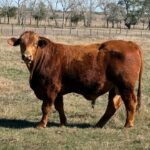 Red Brangus Bull