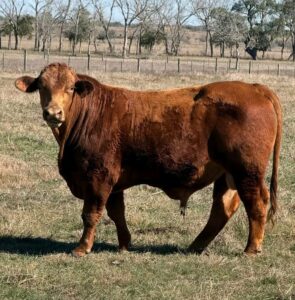 Red Brangus Bull