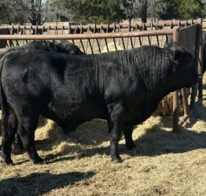 BLACK BRANGUS BULLS