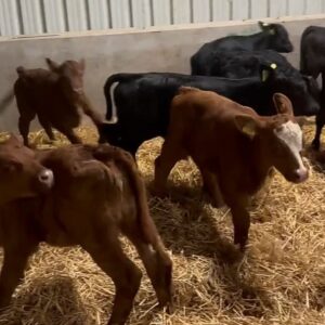 Red/Black Angus Bottle Calves